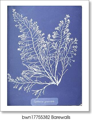Cystoseira granulata. Cyanotype photogram by Anna Atkins, Art Print Cystoseira granulata. Cyanotype photogram by Anna Atkins, Art Print