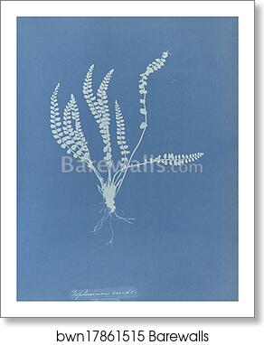 Asplenium viride, British by Anna Atkins, Art Print