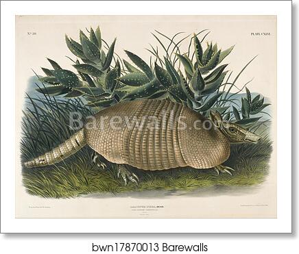 Nine-Banded Armadillo (Dasypus Peba) by John Woodhouse Audubon, Art Print