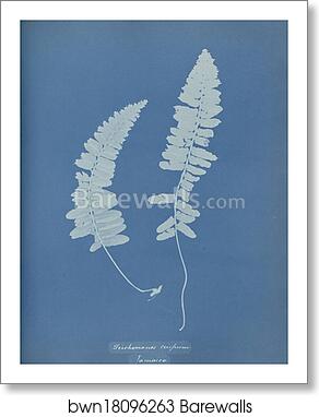 Trichomanes crispum, Jamaica by Anna Atkins, Art Print