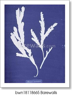 Fucus serratus by Anna Atkins, Art Print