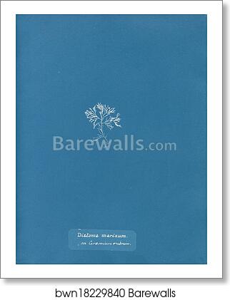 Diatoma marinum, on Ceramium rubrum by Anna Atkins, Art Print Diatoma marinum, on Ceramium rubrum by Anna Atkins, Art Print