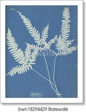 Ceylon by Anna Atkins, Art Print