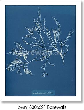 Cystoseira foeniculacea by Anna Atkins, Art Print