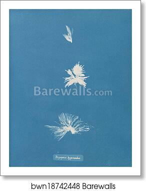 Bryopsis hypnoides by Anna Atkins, Art Print