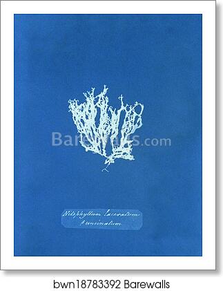 Nitophyllum laceratum ß uncinatum by Anna Atkins, Art Print Nitophyllum laceratum ß uncinatum by Anna Atkins, Art Print
