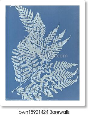 Polypodium effusum, Jamaica by Anna Atkins, Art Print
