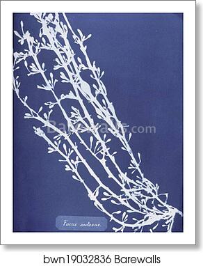 Fucus nodosus by Anna Atkins, Art Print