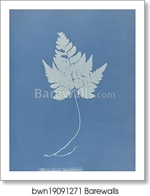 Polypodium muscosum by Anna Atkins, Art Print