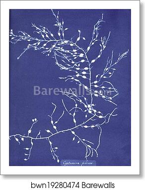 Cystoseira fibrosa by Anna Atkins, Art Print