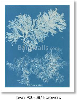 Conferva gracilis by Anna Atkins, Art Print