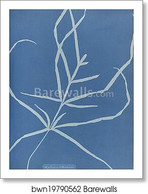 Asplenium Chinensis by Anna Atkins, Art Print