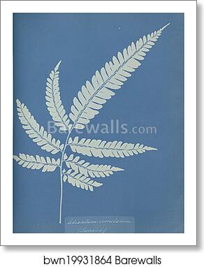 Adiantum serrulatum, Jamaica by Anna Atkins, Art Print
