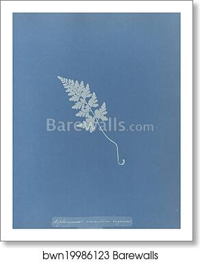 Asplenium adiantum nigrum, British by Anna Atkins, Art Print Asplenium adiantum nigrum, British by Anna Atkins, Art Print