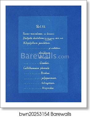 Contents list by Anna Atkins, Art Print