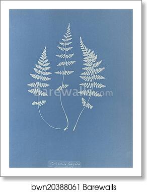 Cystopteris fragilis, British by Anna Atkins, Art Print