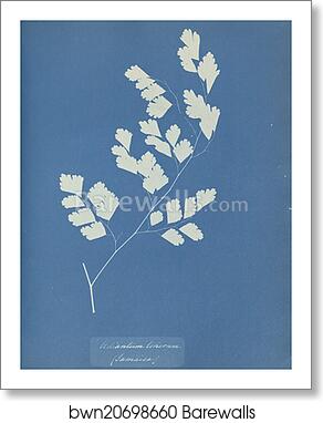 Adiantum tenerum, Jamaica by Anna Atkins, Art Print