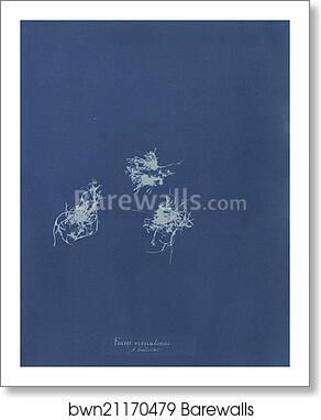 Fucus vesiculosus v. balticus by Anna Atkins, Art Print