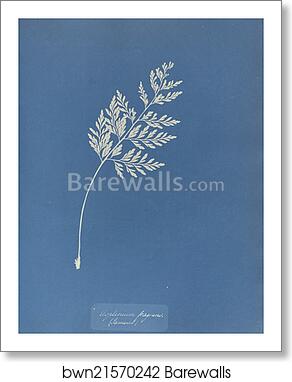 Asplenium fragrans, Jamaica by Anna Atkins, Art Print