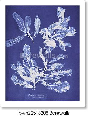 Delesseria sanguinea by Anna Atkins, Art Print