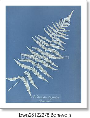 Woodwardia virginica, America by Anna Atkins, Art Print