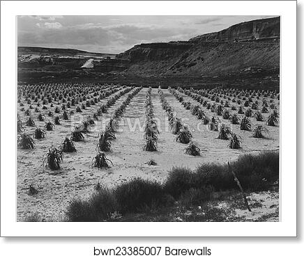 Looking across rows of corn, cliff in background, "Corn Field, Indian Farm near Tuba City, Arizona, in Rain, 1941.".  Photographs of National Parks and Monuments, compiled 1941 - 1942, documenting the period ca. 1933 - 1942 by Ansel Adams (1902-1984), Art Print