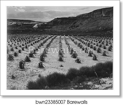 Looking across rows of corn, cliff in background, "Corn Field, Indian Farm near Tuba City, Arizona, in Rain, 1941.".  Photographs of National Parks and Monuments, compiled 1941 - 1942, documenting the period ca. 1933 - 1942 by Ansel Adams (1902-1984), Art Print Looking across rows of corn, cliff in background, "Corn Field, Indian Farm near Tuba City, Arizona, in Rain, 1941.".  Photographs of National Parks and Monuments, compiled 1941 - 1942, documenting the period ca. 1933 - 1942 by Ansel Adams (1902-1984), Art Print