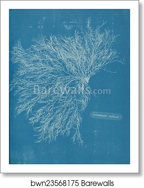 Ceramium rubrum by Anna Atkins, Art Print