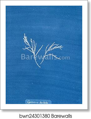 Cystoseira barbata by Anna Atkins, Art Print