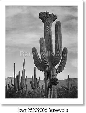 Full view of cactus with others surrounding, "Saguaros, Saguaro National Monument," Arizona. (Vertical Orientation).  Photographs of National Parks and Monuments, compiled 1941 - 1942, documenting the period ca. 1933 - 1942 by Ansel Adams (1902-1984), Art Print