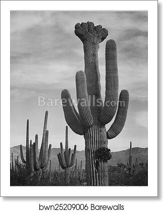 Full view of cactus with others surrounding, "Saguaros, Saguaro National Monument," Arizona. (Vertical Orientation). Photographs of National Parks and Monuments, compiled 1941 - 1942, documenting the period ca. 1933 - 1942 by Ansel Adams (1902-1984), Art Print Full view of cactus with others surrounding, "Saguaros, Saguaro National Monument," Arizona. (Vertical Orientation). Photographs of National Parks and Monuments, compiled 1941 - 1942, documenting the period ca. 1933 - 1942 by Ansel Adams (1902-1984), Art Print