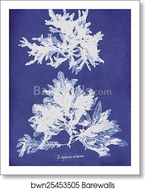 Delesseria sinuosa by Anna Atkins, Art Print