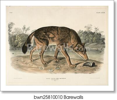 Red Texas Wolf (Canis Lupus) by John Woodhouse Audubon, Art Print Red Texas Wolf (Canis Lupus) by John Woodhouse Audubon, Art Print