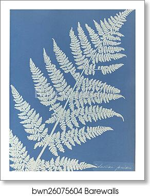 Lastrea focnisecii by Anna Atkins, Art Print