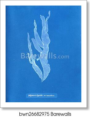 Halymenia ligulata var. ramentacea by Anna Atkins, Art Print