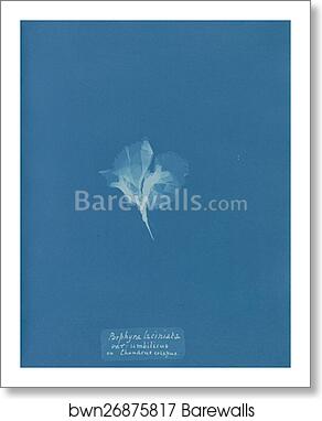 Porphyra laciniata var. umbilicus on Chondrus crispus by Anna Atkins, Art Print Porphyra laciniata var. umbilicus on Chondrus crispus by Anna Atkins, Art Print