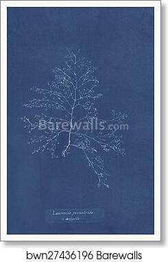Laurencia pinnatifida v. angusta by Anna Atkins, Art Print
