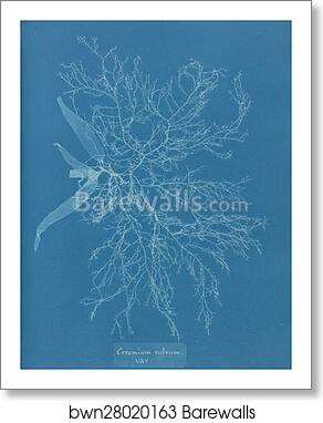 Ceramium rubrum, var by Anna Atkins, Art Print