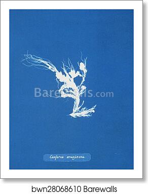 Conferva æruginosa by Anna Atkins, Art Print