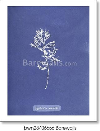 Cystoseira ericoides. Cystoseira tamariscifolia (Hudson) Papenfuss. Cyanotype photogram by Anna Atkins, Art Print Cystoseira ericoides. Cystoseira tamariscifolia (Hudson) Papenfuss. Cyanotype photogram by Anna Atkins, Art Print