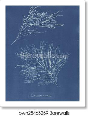 Rhodomela subfusca by Anna Atkins, Art Print