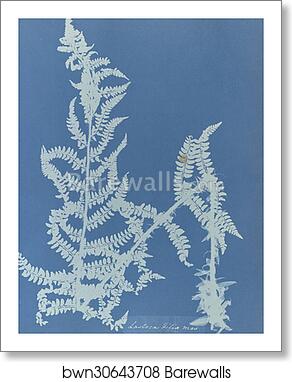 Lastrea filix mas, British by Anna Atkins, Art Print