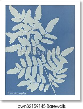 Osmunda regalis, British by Anna Atkins, Art Print