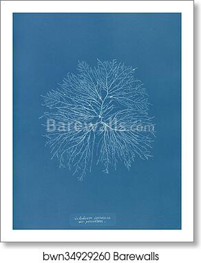 Gelideum corneum var. pinnatum by Anna Atkins, Art Print