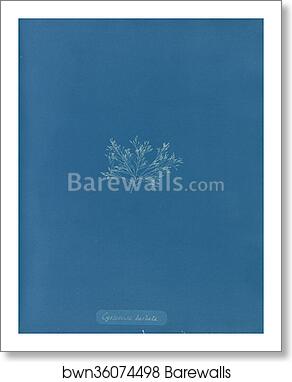 Cystoseira barbata by Anna Atkins, Art Print