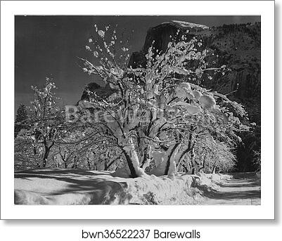 Trees with snow on branches, "Half Dome, Apple Orchard, Yosemite," California. April 1933.  Photographs of National Parks and Monuments, compiled 1941 - 1942, documenting the period ca. 1933 - 1942 by Ansel Adams (1902-1984), Art Print Trees with snow on branches, "Half Dome, Apple Orchard, Yosemite," California. April 1933.  Photographs of National Parks and Monuments, compiled 1941 - 1942, documenting the period ca. 1933 - 1942 by Ansel Adams (1902-1984), Art Print