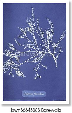 Cystoseira foeniculacea by Anna Atkins, Art Print