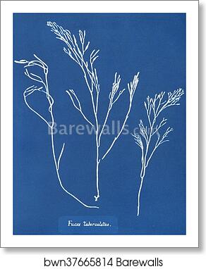 Fucus tuberculatus by Anna Atkins, Art Print