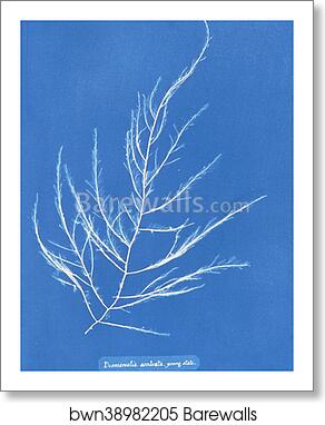 Desmarestia aculeata, young state by Anna Atkins, Art Print