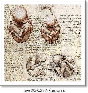 Views of a Foetus in the Womb (c. 1510 - 1512) by Leonardo Da Vinci, Art Print